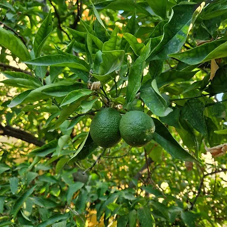 Villa Iliaktida - Private With Large Pool, Garden, Outdoor Kitchen & Bbq *